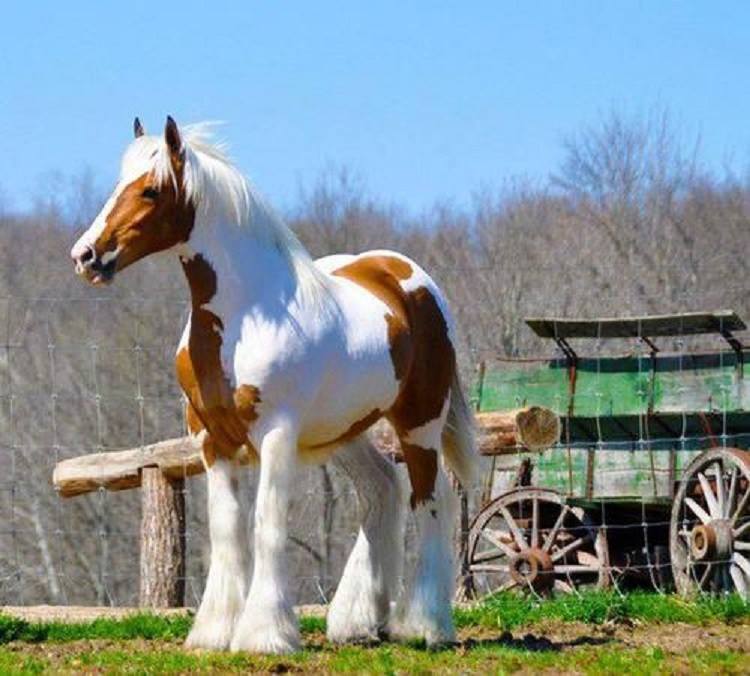 Paint Draft Horse